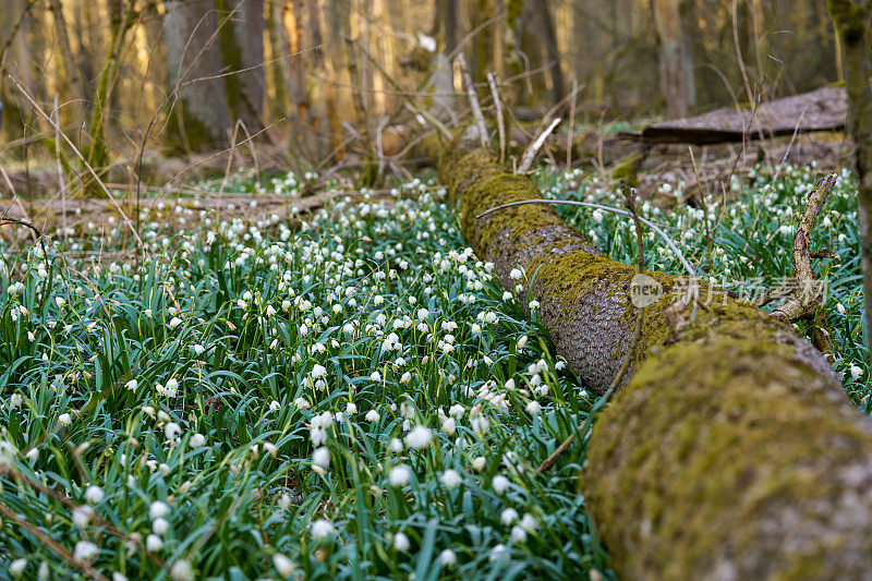 美丽盛开的早春雪花花leucojum vernum在春天森林。森林地面上覆盖着春天的雪花。Leucojum vernum